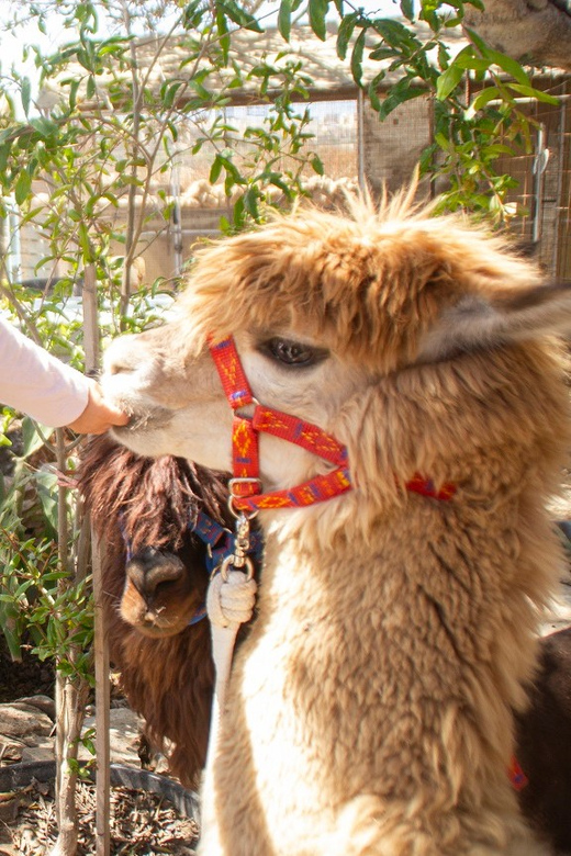 Gozo Alpaca Walks : with feeding and farm visit - Key takeaways