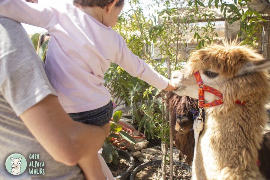 Gozo Alpaca Walks : with feeding and farm visit - Should you book Gozo Alpaca Walks with feeding and farm visit?