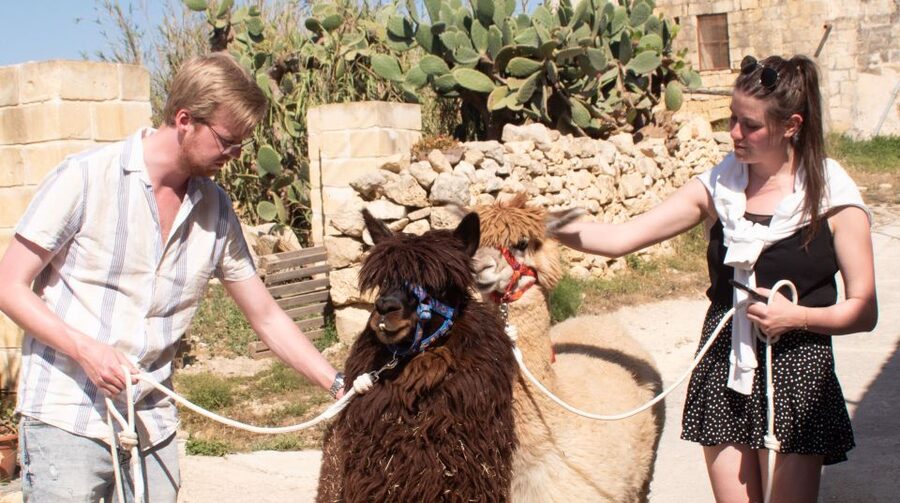 Gozo Alpaca Walks : with feeding and farm visit - Where the alpacas meet you at Razzett Alpaca