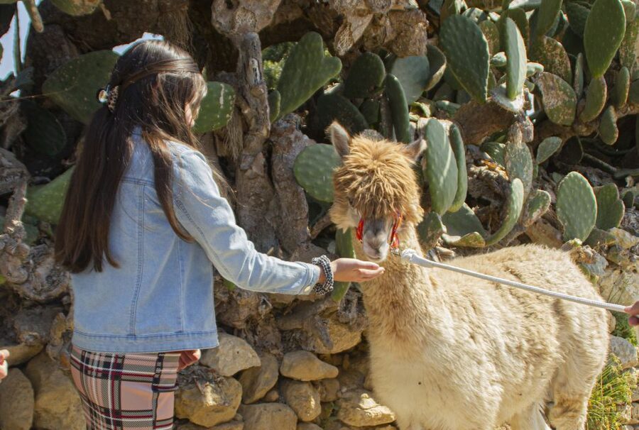 Gozo Alpaca Walks : with feeding and farm visit - Feeding time at the farm: where the whole experience clicks