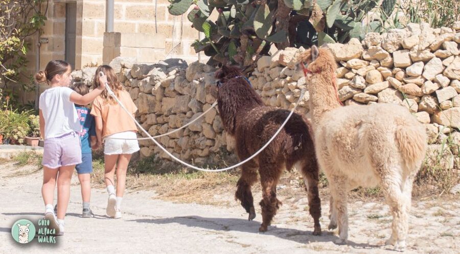 Gozo Alpaca Walks : with feeding and farm visit - More than alpacas: peacocks, rabbits, turkeys, and the cat named Tom