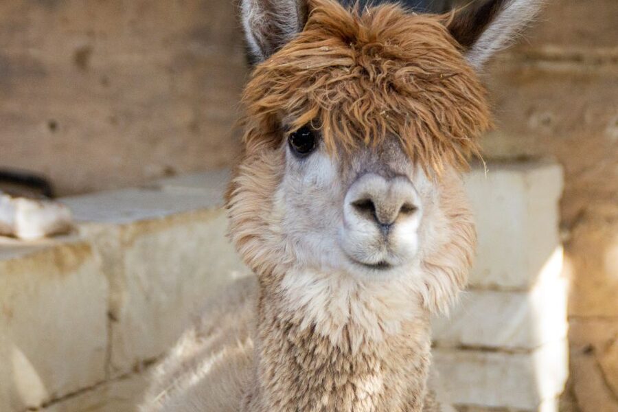 Gozo Alpaca Walks : with feeding and farm visit - Guides who make it fun to learn, from Nicky to Melissa