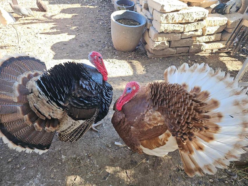 Gozo Alpaca Walks : with feeding and farm visit - Who this suits best on Gozo, and who should think twice