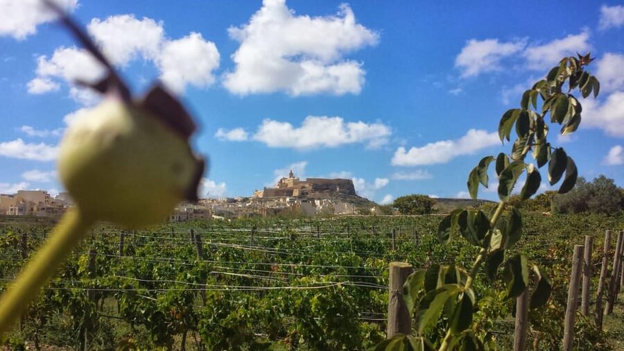 Gozo Victoria Walking Tour - Who Should Book This Walk (And Who Might Skip It)