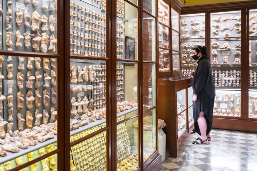 Prehistoric Temples of Malta Tour - Ghar Dalam Cave and Museum: Prehistoric Bones, Small Cave Reality, and a Museum Stop That Matters