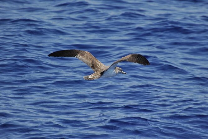 Private Marine Life Spotting - Dolphin watching EcoMarine Malta - Weather, Route Changes, and Your Dolphin Plan B