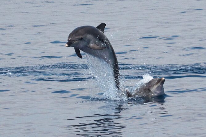Private Marine Life Spotting - Dolphin watching EcoMarine Malta - Price and Logistics: What This Premium Tour Really Covers