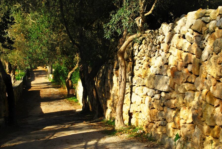 Scenic Tour by Vintage Bus to Buskett Garden & Dingli Cliffs - A scenic half-day that actually feels like Malta
