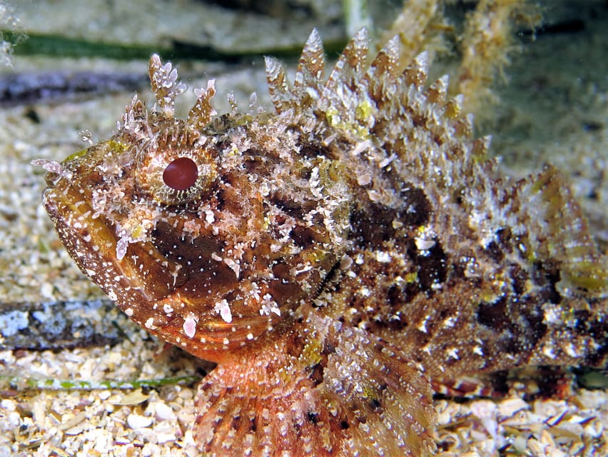 SSI Try Scuba Diving in the sea - Where you’ll meet: Octopus Garden behind Gillieru Harbour Hotel in St. Paul’s Bay
