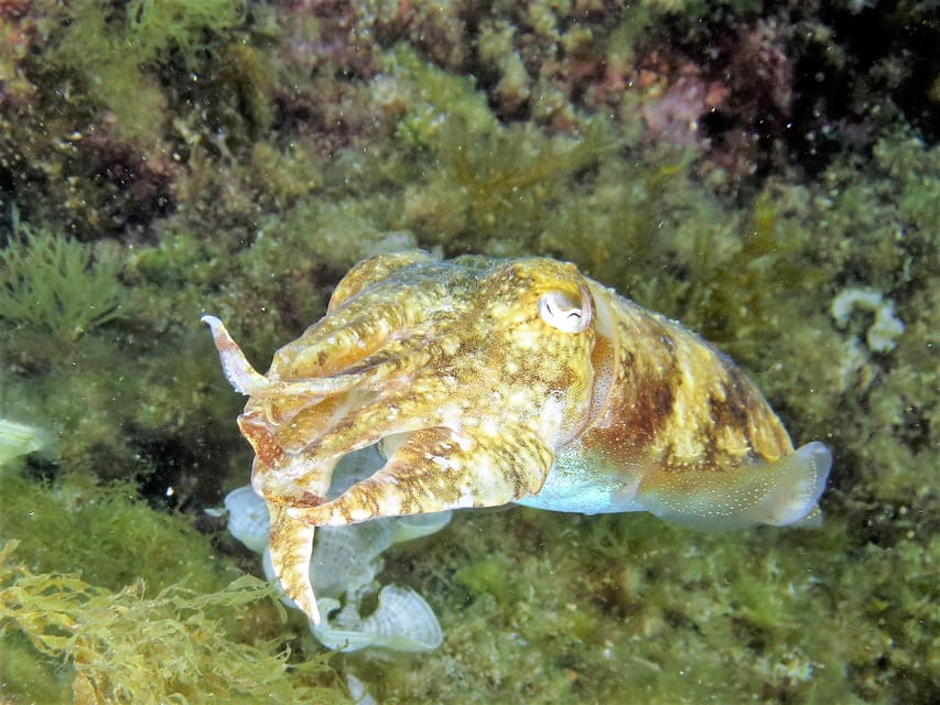 SSI Try Scuba Diving in the sea - What happens before the water: theory + safe equipment use