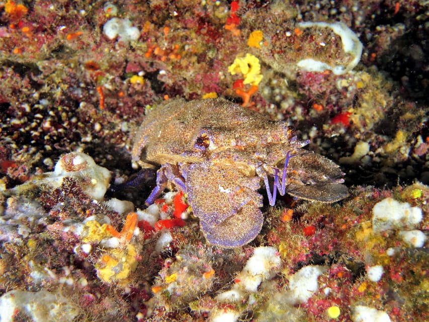 SSI Try Scuba Diving in the sea - Small-group coaching with German instructors: why it feels more personal