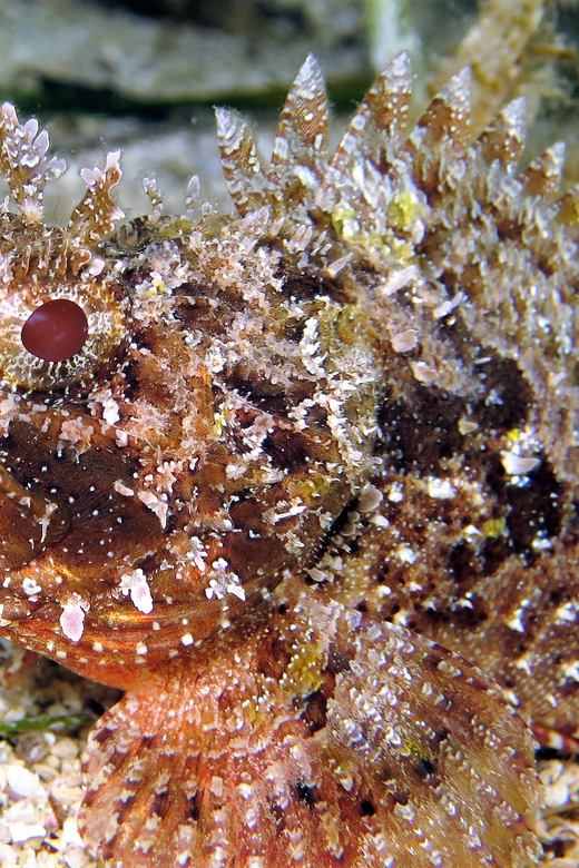 SSI Try Scuba Diving in the sea - The fine print that can make or break your day
