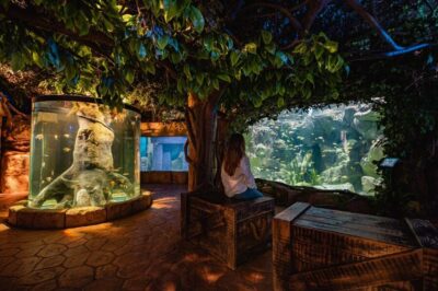St Paul’s Bay: Malta National Aquarium Entry Ticket