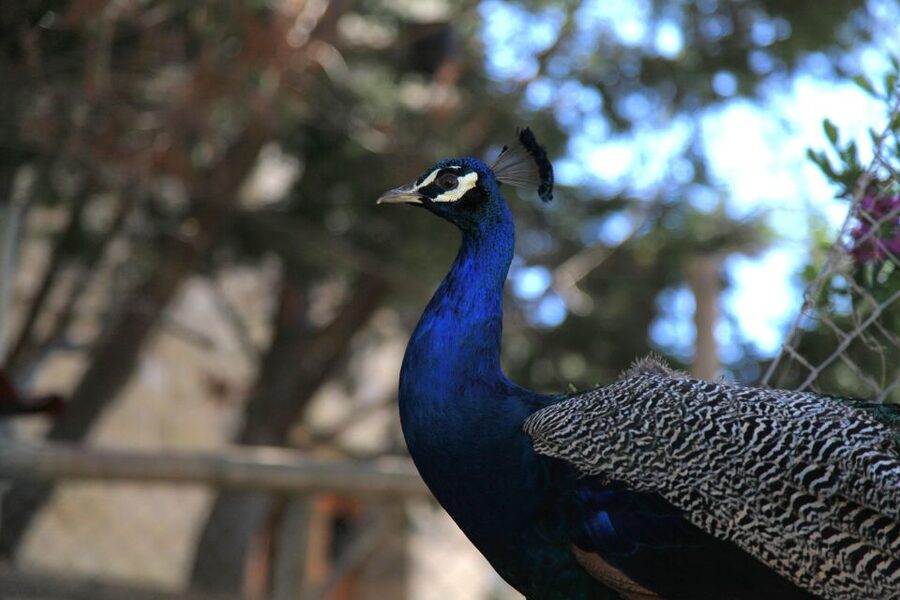 The Limestone Heritage Park and Gardens (Entry Ticket) - Key highlights to watch for