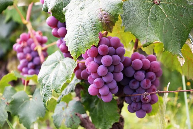 The Taste of Malta Artisan Wine Pairing - Key highlights to look for