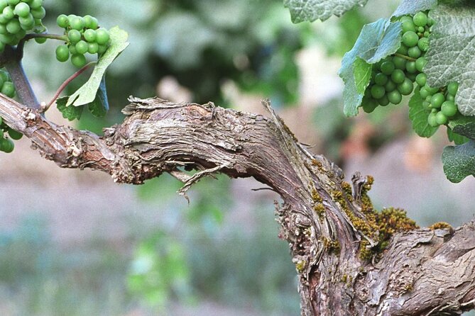 The Taste of Malta Artisan Wine Pairing - Maltese terroir and flavour notes, explained in plain language