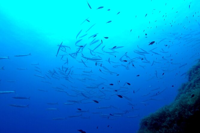 Two Morning Dives in Gozo for Certified Diver - Price and value: is $181.02 worth your morning?